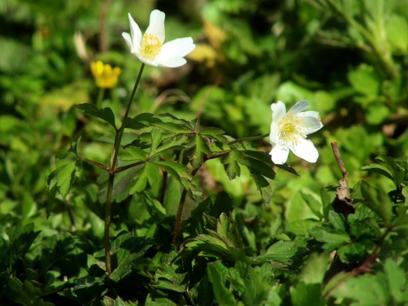 Anemone nemorosa L. , 1753  - Anémone sylvie #69867
