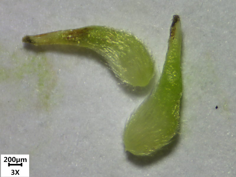 Anemone nemorosa L. , 1753  - Anémone sylvie #69879