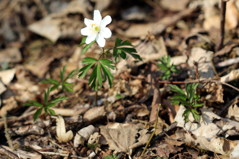 Anemone nemorosa L. , 1753  - Anémone sylvie #69868