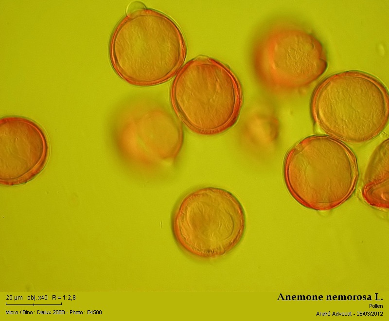 Anemone nemorosa L. #26232