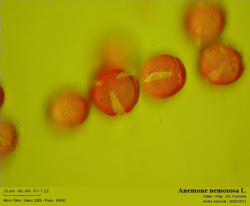 Anemone nemorosa L. #26231