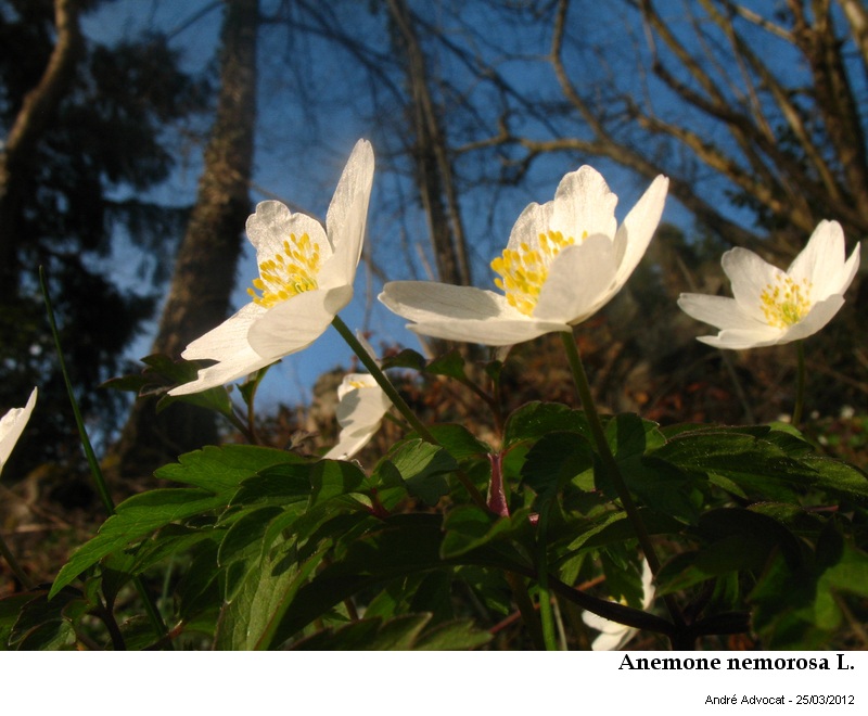 Anemone nemorosa L. #26230