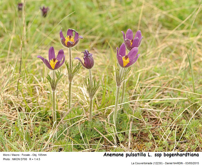 Anemone pulsatilla L. ssp. bogenhardtiana #41200