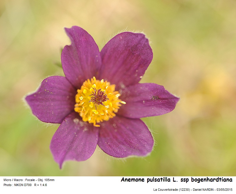 Anemone pulsatilla L. ssp. bogenhardtiana #41202