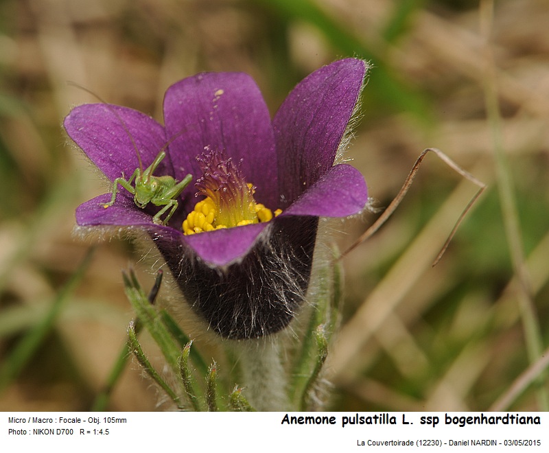 Anemone pulsatilla L. ssp. bogenhardtiana #41201