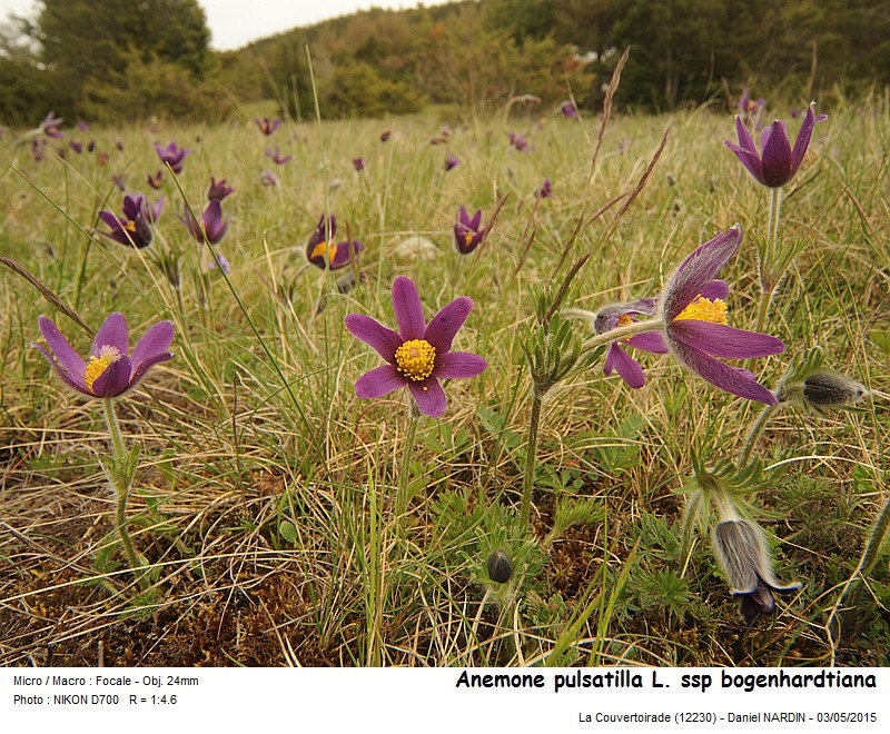 Anemone pulsatilla L. ssp. bogenhardtiana #41199