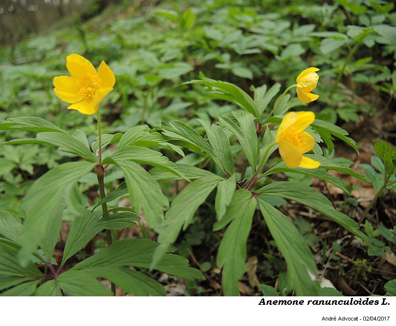 Anemone ranunculoides L. #49973