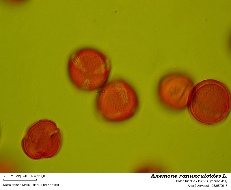 Anemone ranunculoides L. #49974