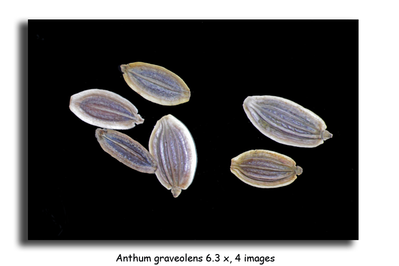 Anethum graveolens (Graines d aneth) #15830