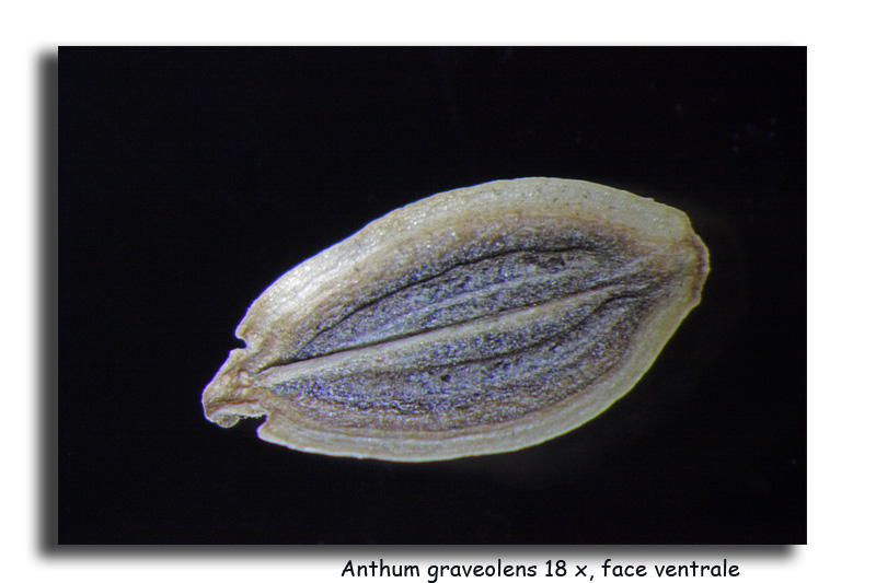 Anethum graveolens (Graines d aneth) #15831