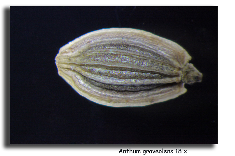 Anethum graveolens (Graines d aneth) #15832