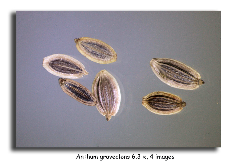 Anethum graveolens (Graines d aneth) #15829