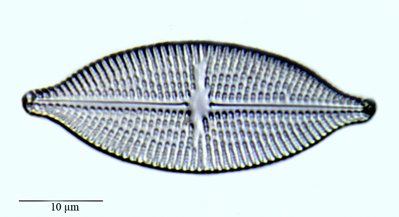 Aneumastus tusculus #69589
