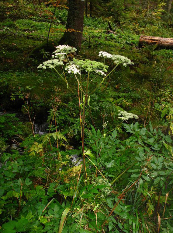 Angelica sylvestris L. #45113