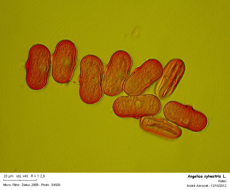 Angelica sylvestris L. #28490