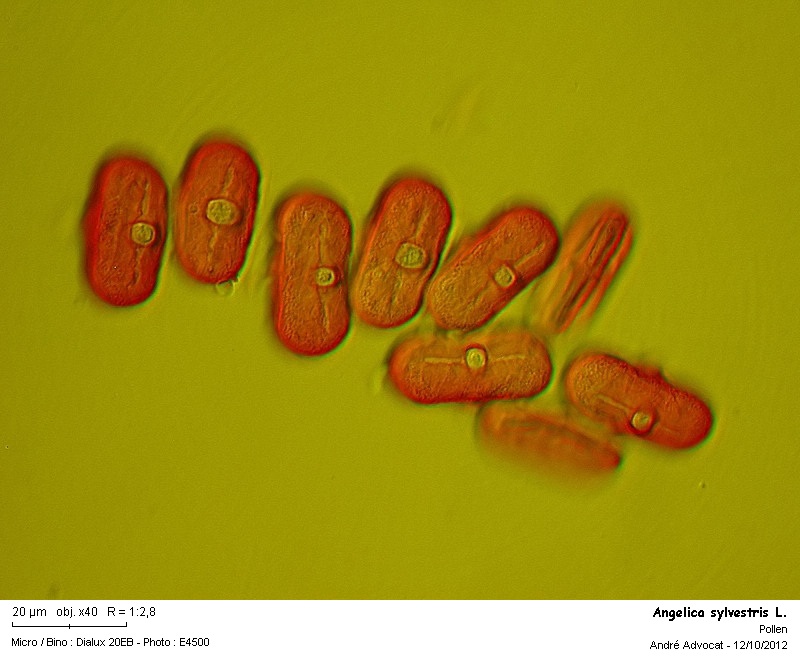 Angelica sylvestris L. #28491