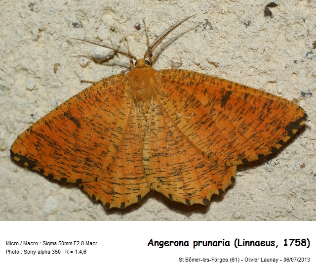 Angerona prunaria (Linnaeus, 1758) - La Phalène du noisetier #43968