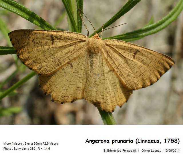 Angerona prunaria (Linnaeus, 1758) - La Phalène du noisetier #43967