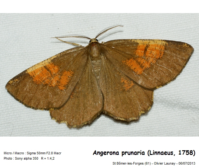 Angerona prunaria (Linnaeus, 1758) - La Phalène du noisetier #43969