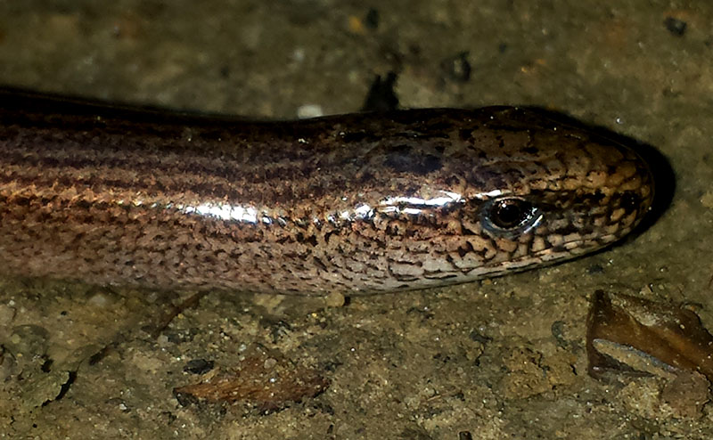 Anguis fragilis - Orvet #52518
