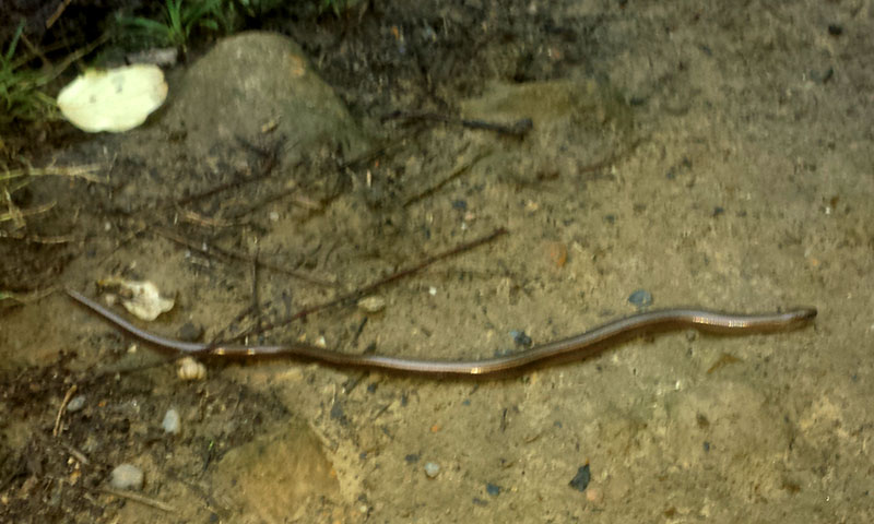 Anguis fragilis - Orvet #52517