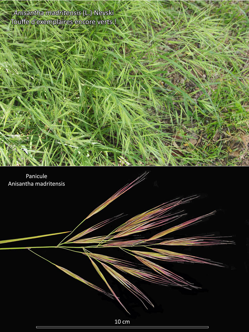 Anisantha madritensis (L.) Nevski - Le Brome de Madrid #67090
