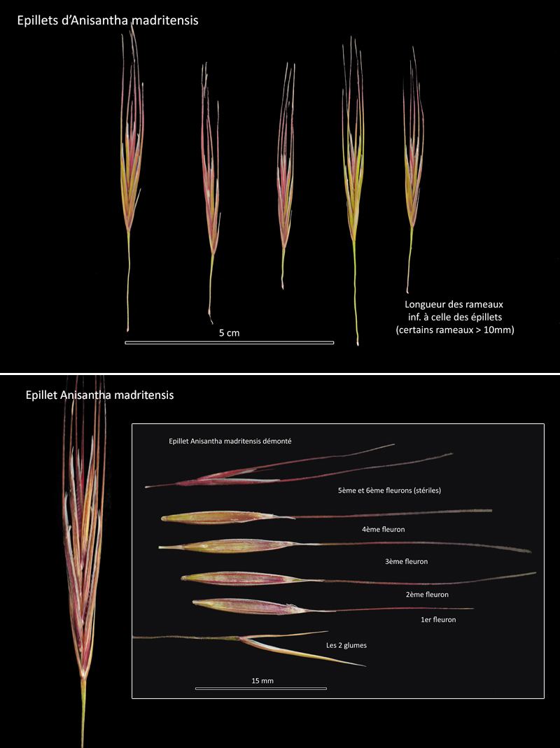 Anisantha madritensis (L.) Nevski - Le Brome de Madrid #67093