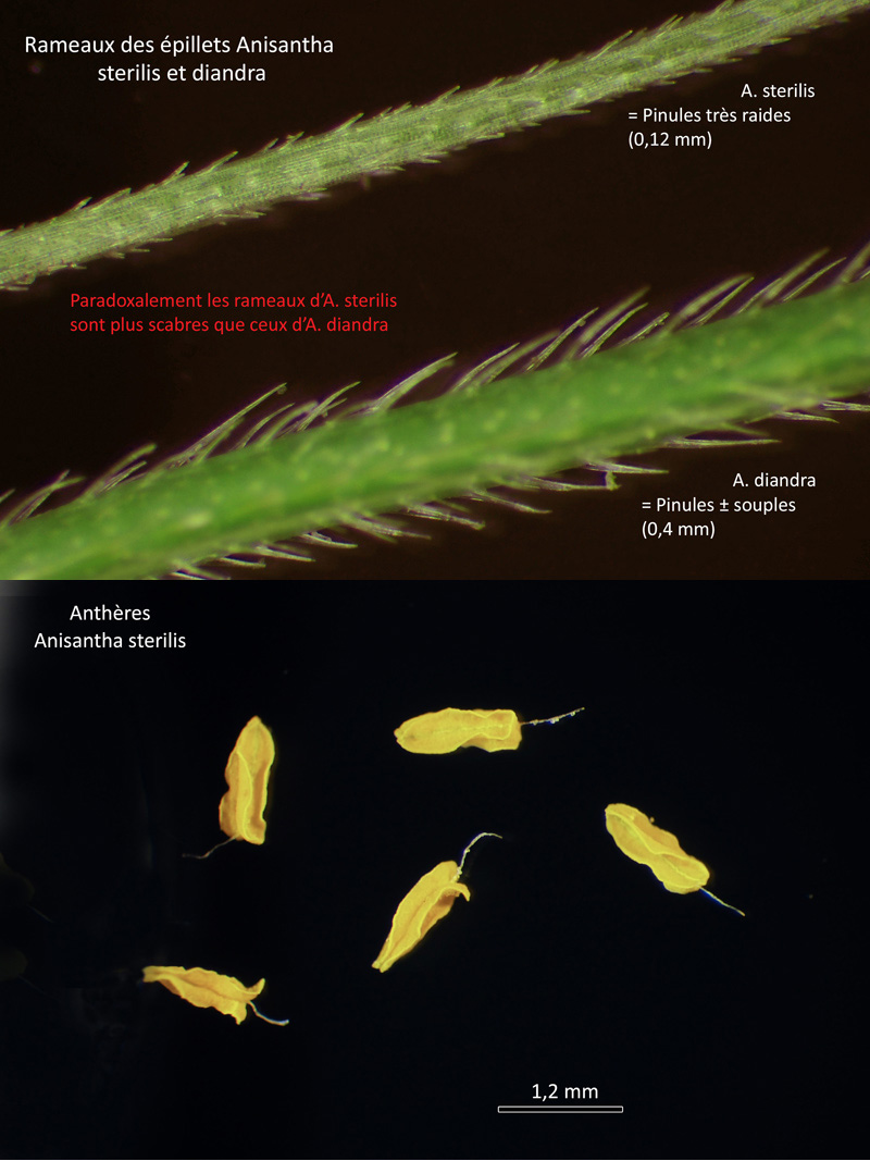 Anisantha sterilis (L.) Nevski #66939