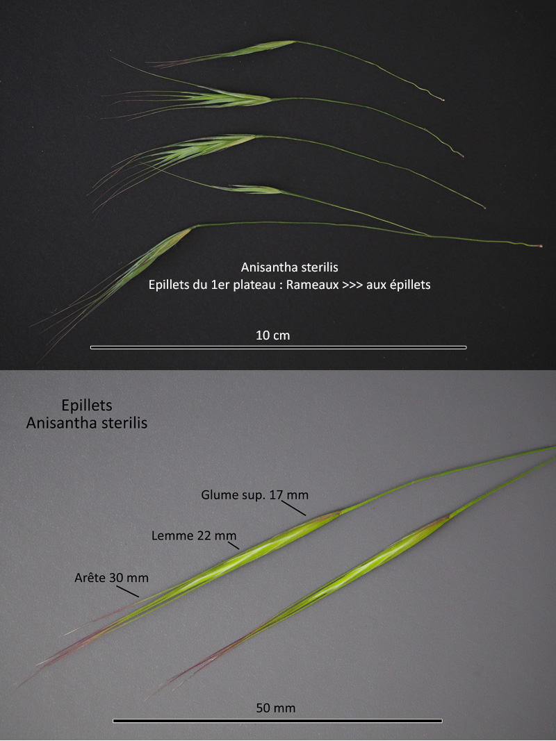 Anisantha sterilis (L.) Nevski #66937