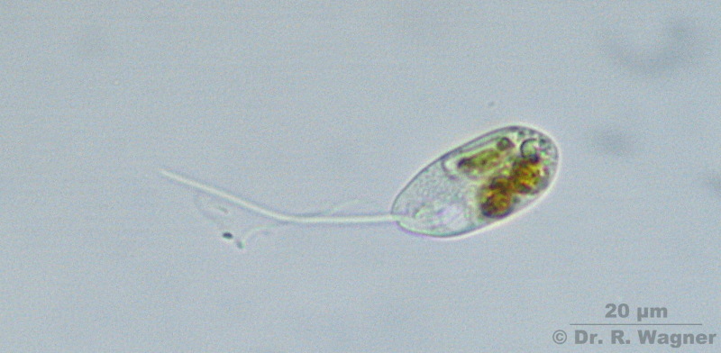 Anisonema species #2130
