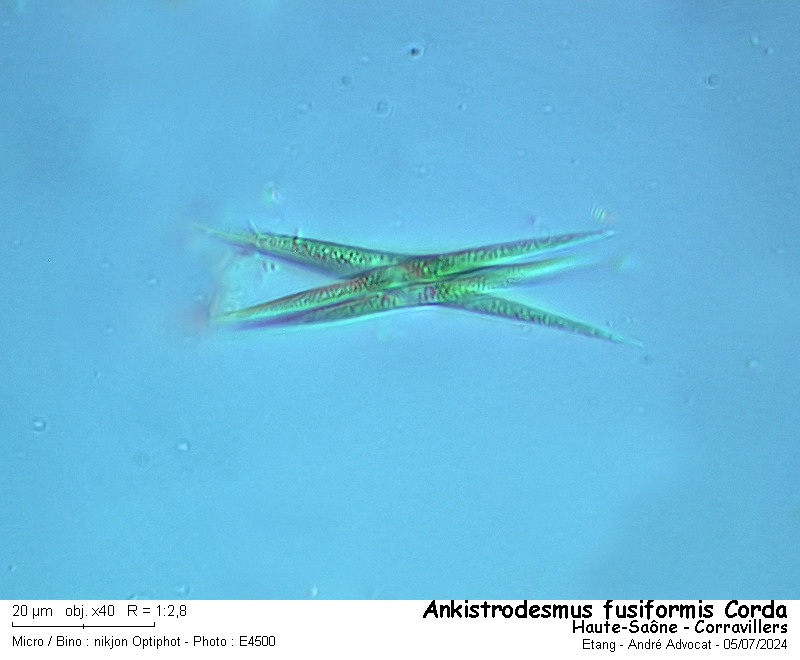 Ankistrodesmus fusiformis Corda #81130