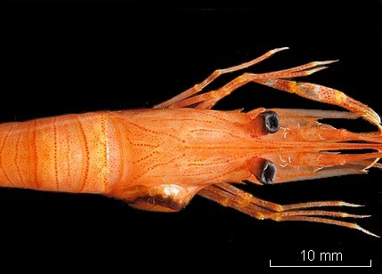 Anomalie chez les crevettes grises et les bouquets. #5942