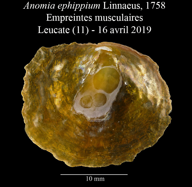 Anomia ephippium #58994