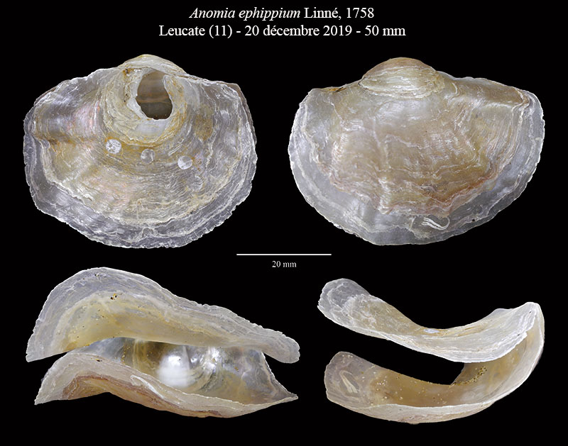 Anomia ephippium #63541