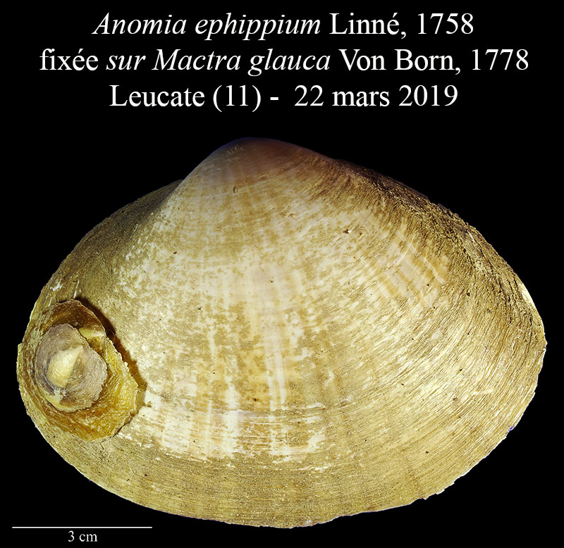 Anomia ephippium #58743