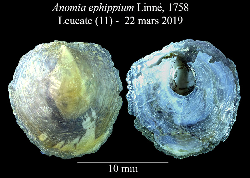 Anomia ephippium #58746