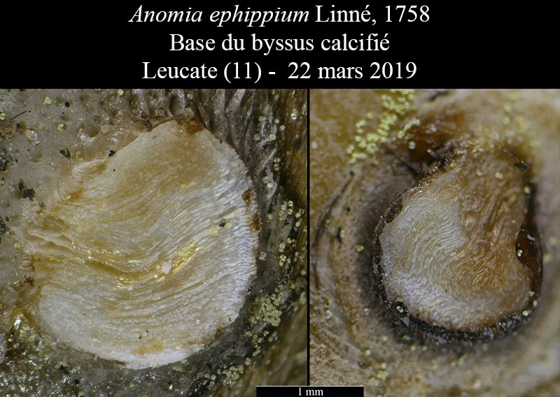 Anomia ephippium #58747