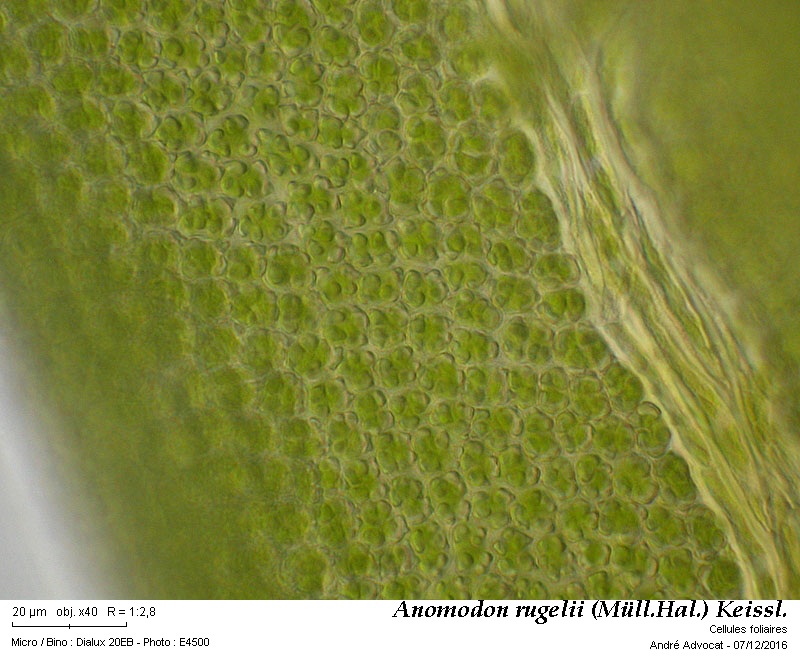 Anomodon rugelii (Müll. Hal.) Keissl. #47825