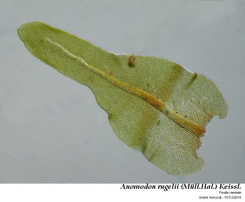 Anomodon rugelii (Müll. Hal.) Keissl. #47827