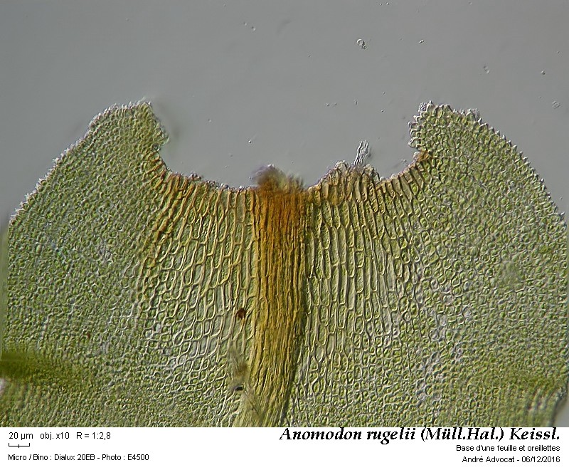Anomodon rugelii (Müll. Hal.) Keissl. #47823