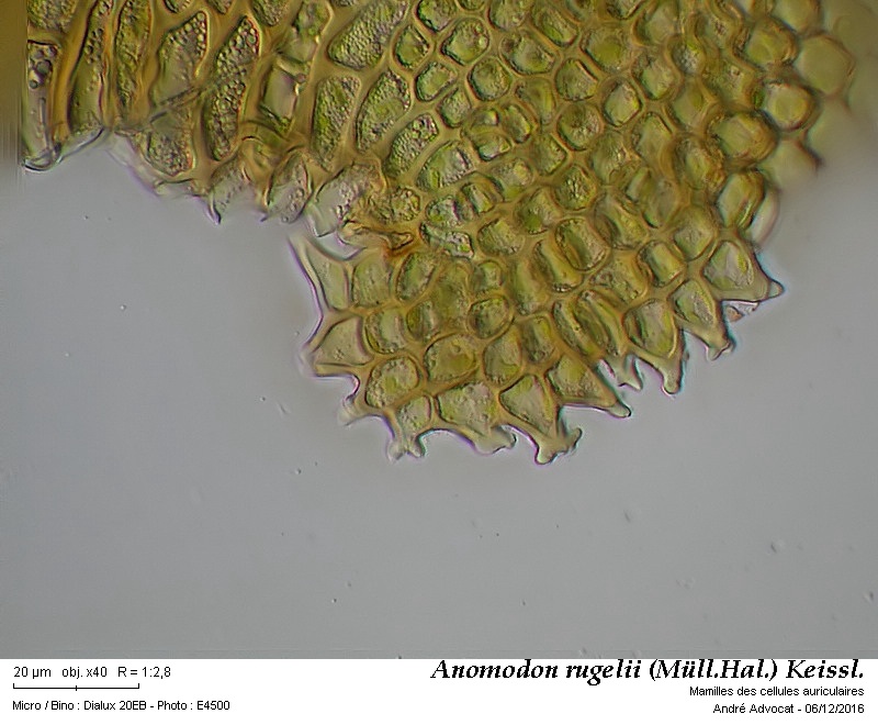 Anomodon rugelii (Müll. Hal.) Keissl. #47824