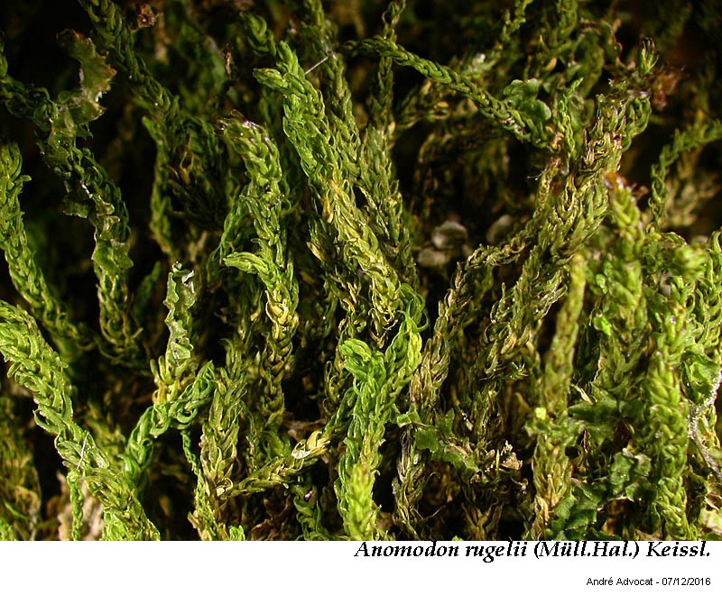 Anomodon rugelii (Müll. Hal.) Keissl. #47819