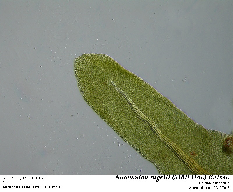 Anomodon rugelii (Müll. Hal.) Keissl. #47826
