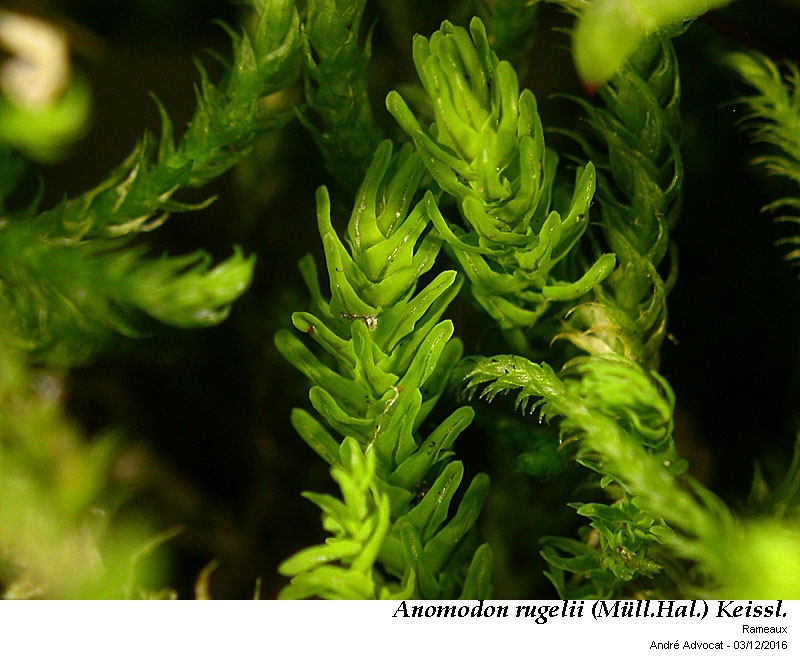 Anomodon rugelii (Müll. Hal.) Keissl. #47821