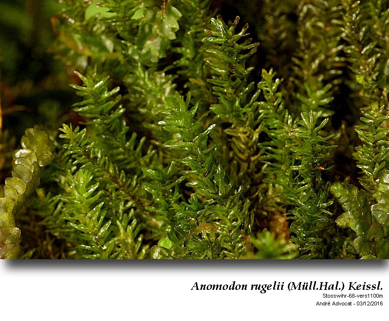 Anomodon rugelii (Müll. Hal.) Keissl. #47818