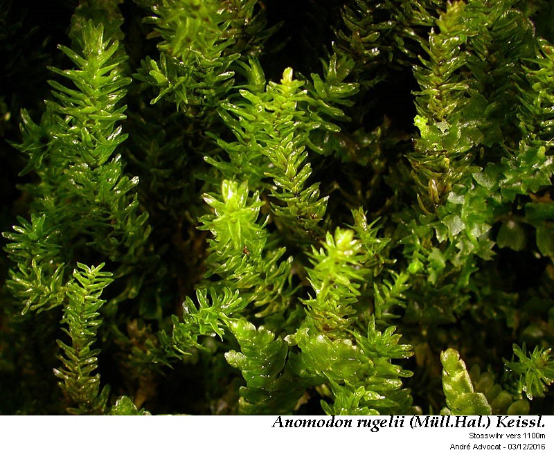 Anomodon rugelii (Müll. Hal.) Keissl. #47820
