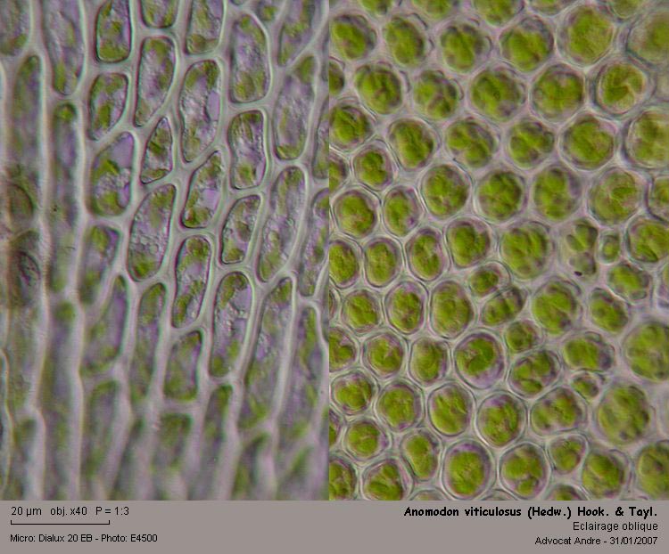 Anomodon viticulosus (Hedw.)Hook.&Taylor #47752