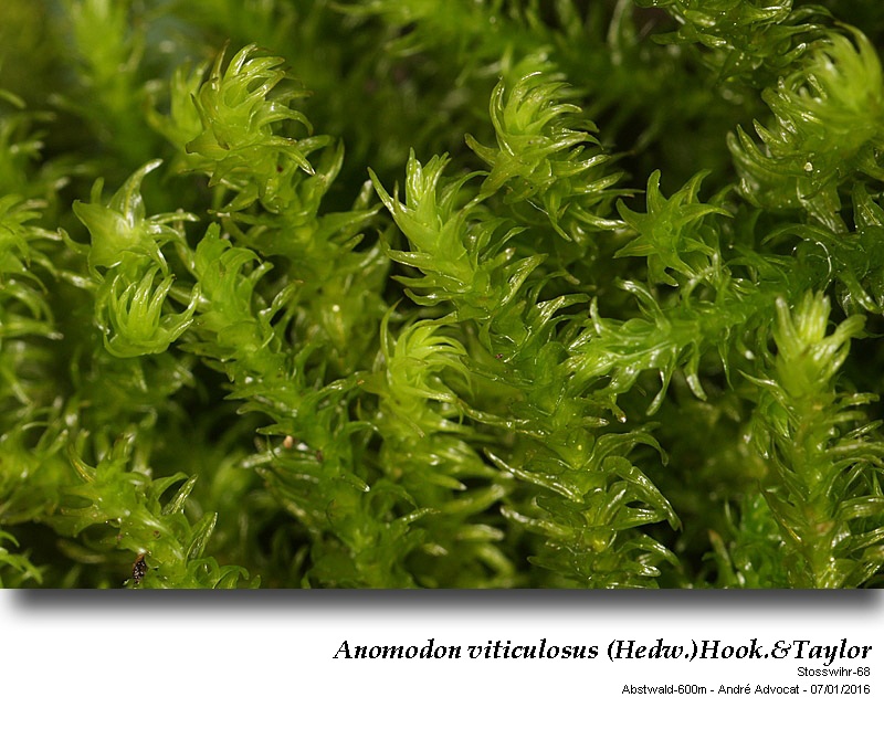 Anomodon viticulosus (Hedw.)Hook.&Taylor #47730