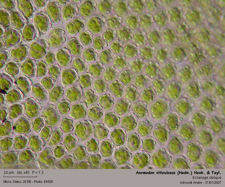 Anomodon viticulosus (Hedw.)Hook.&Taylor #47753