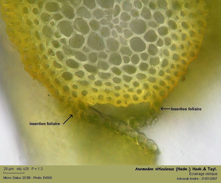 Anomodon viticulosus (Hedw.)Hook.&Taylor #47754